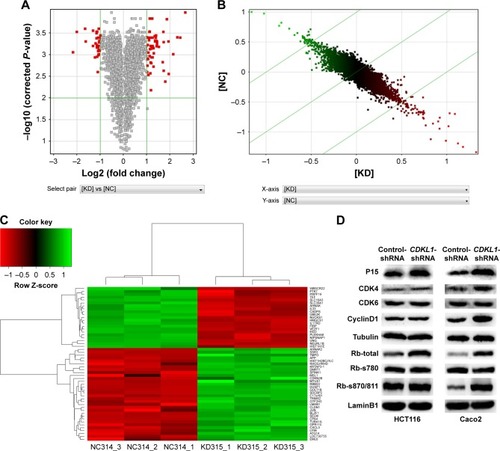 Figure 5 Microarray analysis between control-shRNA and CDKL1-shRNA-transduced CRC cells in the parameter of |FC|>2 and P-value <0.01 and confirmation of microarray results using Western blotting.