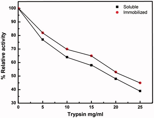 Figure 10. The effect of trypsin concentration on the activity of soluble HRP and immobilized HRP. Each point represents the average of two experiments.
