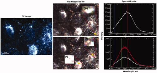 Figure 7. EDF-HSI analysis of A549 cells exposed to environmental air samples. Left panel – darkfield images of A549 cells exposed for 24 h to MP extracted from environmental air samples; middle panel – corresponding mapped HSI images and right panel – representative spectra of the mapped MP. Arrows show mapped MP. CPE – Chlorinated polyethylene; PE – polyethylene.