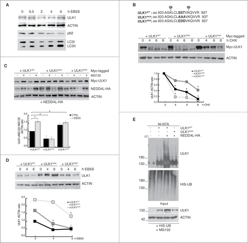 Figure 1. Phosphorylation of a 3-residues small region (Ser929-Ser930-Thr931) of ULK1 is necessary for its NEDD4L-dependent degradation. (A) HeLa cells were treated with EBSS for the indicated time periods, and levels of ULK1, ACTIN, p62 and LC3 were detected by WB. (B) HeLa cells were transfected with constructs encoding ULK1WT, ULK1AAA and ULK1EDD Myc- tagged proteins (whose sequence is detailed in the top panel) and treated with CHX (50 μM) for different time periods. Levels of ULK1 constructs were detected by WB by using an anti-Myc antibody. Densitometric analysis of ULK1 over ACTIN bands is also shown. (C) HeLa cells were transfected ULK1WT, ULK1AAA, ULK1EDD Myc- tagged proteins together with NEDD4L-HA in the presence or not of MG132 (4h) and in the presence or not of EBSS (6 h). Levels of ULK1, NEDD4L and ACTIN were detected by WB. Densitometric analysis of ULK1 over ACTIN bands is also shown. (D) HeLa cells were transfected as in (B) and autophagy was induced with EBSS for different time periods. The levels of ULK1 and ACTIN were detected by WB. Densitometric analysis of ULK1 over ACTIN bands is also shown. For all ULK1 mutant constructs, the same amount of DNA was used for transfection; the differences are caused by the different stability of these mutants. In (B–D), data are expressed as the mean value ± SEM (n = 3), and were analyzed by one-way ANOVA followed by Turkey post hoc test. *p < 0.05. (E) HeLa cells were transfected with a vector encoding a 6xHIS-tag Ubiquitin together with ULK1WT and ULK1AAA in the presence or not of NEDD4L. Samples were treated with MG132 for 4h before harvest. Protein extracts were prepared in a denaturing urea buffer and subjected to Ni-NTA purification. The amount of ubiquitylated ULK1 co-purified with 6xHIS-Ubiquitin was evaluated by WB. For all ULK1 mutant constructs, the same amount of DNA is used for the transfection: differences are due to the increased stability of these mutants.