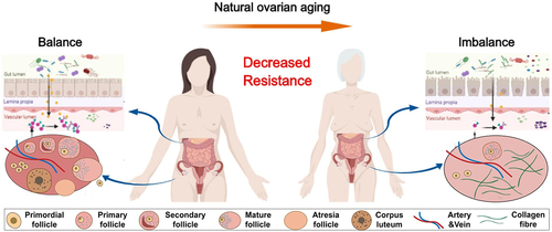 Figure 1. The physiologic succession of gut microbiota across natural ovarian aging.