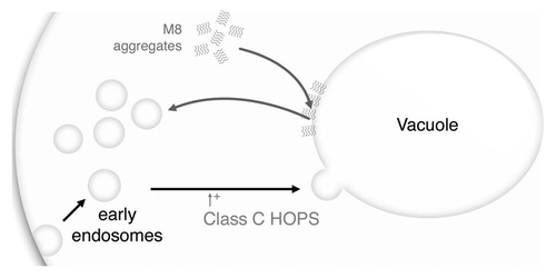 Figure 6 M8 affects vesicle trafficking. The class C HOPS complex promotes small vesicles, like early endosomes, fusion to the vacuole. M8 may prevent this fusion by coating the vacuole with an hydrophobic layer of proteins. Both M8 expression and the absence of the class C HOPS complex will affects vesicle formation leading to an accumulation of small vesicles and to a significantly greater growth impairment. Target vesicles may be vacuolar vesicles or may be other endocytosis vesicles.