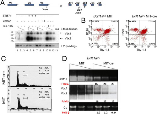 FIG 6 Modulation of BCL11A expression modulates V(D)J rearrangement. (A) BCL11A-XL overexpression induces Vκ-Jκ recombination in A70-INV pre-B cells. A degenerate Vκ consensus primer (Vcon) and a Jκ2-1 reverse primer (top panel) were used to amplify rearrangements from genomic DNA diluted in 3-fold increments (triangles) to ensure nonsaturating semiquantitative PCR. The strategy predicts products of 190 bp (VJκ2) and 540 bp (VJκ1). Amplified DNAs were resolved in agarose gels, transferred to nylon membranes, and then visualized by autoradiography following hybridization to the Jκ2-2 probe (top panel). (B) Flow cytometric analysis of Bcl11aL/L bone marrow cells following primary infection with the MSCV-Bcl-xL retrovirus and secondary superinfection with a Thy-1.1-expressing MIT or MIT-Cre retrovirus. Cells were stained with antibodies directly conjugated to phycoerythrin (PE-B220) and fluorescein isothiocyanate (FITC–Thy-1.1). (C) Flow cytometric analysis of DNA content/cell cycle progression of Bcl11aL/L bone marrow cells following the retroviral infection protocol detailed for panel B. Detergent-permeabilized cells were stained with propidium iodide and analyzed as described in Materials and Methods, using CellQuest software to calculate percentages of cells in the G1 (M1), G2/M (M2), and S (M1-M2 interval) phases. (D) Cre recombinase-mediated deletion of loxP (L)-modified Bcl11a alleles (Bcl11aL/L ) blocks Vκ-Jκ recombination in pre-B/IL-7 bone marrow (BM) cultures. Following retroviral infection as detailed for panel B, semiquantitative and real-time PCRs of genomic DNAs were performed on samples serially diluted 5-fold (triangles). DNAs amplified semiquantitatively were gel fractionated and either directly visualized by ethidium bromide staining (top and bottom panels) or visualized following hybridization as described for panel A (middle panel). PCRs of Cμ served as loading controls. Real-time PCR values, shown as fold reductions (Fold ↓) below corresponding lanes, were determined for each DNA dilution by dividing each MIT control value by the corresponding MIT-Cre value. The analyses are representative of 4 independent experiments performed with 4 separate BM isolates.