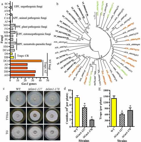 Figure 7. Comparison of Gas1 genes in diverse fungi and differentially expressed Gas1 genes in A. oligospora. A. Comparison of the number of Gas1 genes in diverse fungi. Gas1 genes in diverse fungi were retrieved from GenBank. A. oligospora Gas1 genes were used as the queries. B. Cluster and transcript analyses of Gas1 genes in A. oligospora. The genes marked in color have altered mRNA expression. Orange is upregulated and green is downregulated. The abbreviations of fungal strains are shown in Table S8. C. Colonies of the WT and ΔGas1 mutants incubated on PDA, TG, and TYGA plates at 28°C for 5 days. D. Conidia yields of the WT and ΔGas1 mutants incubated on CMY plates at 28°C for 14 days. E. The number of traps produced by the WT and ΔGas1 mutants induced by nematodes for 48 h