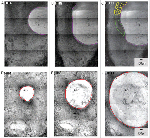 Figure 6. Loss of lateral and nodal tissue regions compromises the morphogenetic movements during the generation of axial structures. A – C HH4 embryos allowed to develop after the removal of posterolateral epiblastic tissue (purple trace) generate extended axial structures (green and yellow profiles) despite significant expansion of the wounded area. Whereas, embryos deprived of nodal tissue fail to form recognizable axial structures (6D – 6F, red trace). Supplementary movies 7 & 8 accompany figures 6(A – C) and 6(D – F) respectively. Mag bar = 100 μm.