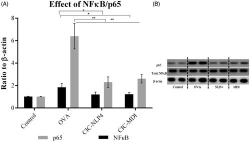Figure 8. Effects of CIC on total NF-κB/p65. (A) Western blotting and (B) ratio to β-actin ± SD. *Significantly different (p<.05), **significantly different (p<.001).