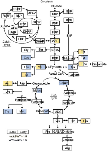 Figure 5. Metabolic changes in nadk2 leaves during dark-induced senescence. Metabolites on day 3 (left boxes) and day 7 (right boxes) after senescence induction were shown. Colors indicates increased (orange) or decreased (blue) in nadk2 compared with WT plants. Only metabolites with statistically significant differences in Figure 3 and Figure 4 are shown.