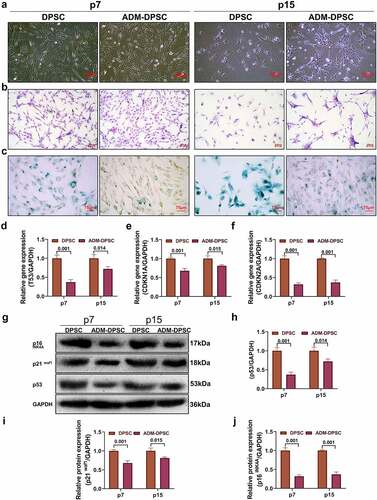 Figure 2. Effect of ADM overexpression on DPSC senescence.