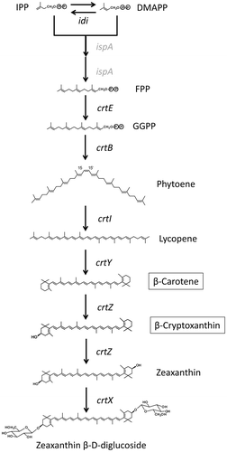 Figure 4. Presumed carotenoid biosynthesis pathway of Pseudomonas sp. strain Akiakane. The gene indicated by gray letters has not been isolataed. From the extract of Akiakane we detected β-cryptoxanthin and β-carotene.