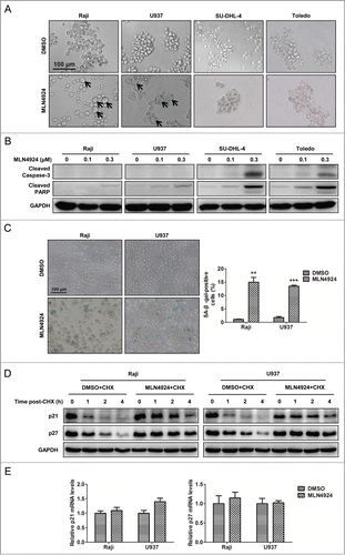 Figure 3. Neddylation inhibition with MLN4924 triggers cell line-dependent induction of apoptosis or senescence in lymphoma cells. (A) Changes in cellular morphology upon MLN4924 treatment. Raji, U937, SU-DHL-4 and Toledo cells were treated with 0.1 μM MLN4924 or DMSO for 96 h, followed by morphological observation. Scale bar, 100 μm. (B) MLN4924 significantly induced apoptosis in SU-DHL-4 and Toledo cells, but not Raji and U937 cells. The four lymphoma cells were treated with MLN4924 at 0.1 and 0.3 μM or DMSO for 48 h, and subjected to immunoblotting using antibodies against cleaved caspase-3 and cleaved PARP with GAPDH as a loading control. (C) MLN4924 induced senescence in Raji and U937 cells. Raji and U937 cells, treated with 0.3 μM MLN4924 or DMSO for 96 h, were subjected to senescence-associated β-galactosidase (SA-β-gal) staining assay. Representative pictures were shown (left panel), and positively stained cells were counted and plotted as percentage of total cell numbers (right panel) (n = 3). Scale bar, 100 μm. (D) MLN4924 extended the half-life of p21/p27. Raji and U937 cells were treated with 0.3 μM MLN4924 or DMSO in combination with 50 μg/mL cycloheximide (CHX) for indicated time points, and subjected to immunoblotting using antibodies against p21 and p27 with GAPDH as a loading control. (E) MLN4924 had little effect on the transactivation of p21/p27. Raji and U937 cells were treated with 0.3 μM MLN4924 or DMSO for 6 h, and subjected to real-time PCR for p21 and p27 with GAPDH as a normalizer (n = 3). **P < 0.01, ***P < 0.001.