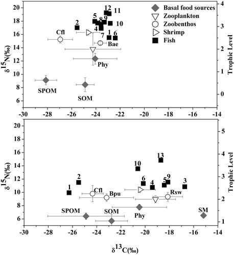 Figure 2. Bi-plots of mean δ13C and δ15N values of basal sources and consumers in the (a) algae- and (b) macrophyte-dominated zones in Lake Taihu. Trophic level are given on the right y-axis, assuming a 3.4‰ increase in δ15N per level. Gray diamond: Basal food sources (Phy: Phytoplankton; SM: Submerged macrophyte); downtriangle: Zooplankton; circle: Zoobenthos (Cfl: Corbicula fluminea; Bae: Bellamya aeruginosa; Bpu: Bellamya purificata; Rws: Radix swinhoei); righttriangle: Shrimp; black square: Fish (1: Hypophthalmichthys molitrix; 2: Aristichthys nobilis; 3: Ctenopharyngodon idella; 4: Carassius auratus; 5: Cyprinus carpio; 6: Mylopharyngodon piceus; 7: Coilia ectenes taihuensis; 8: Protosalanx chineniss; 9: Erythroculter ilishaeformis; 10: Pelteobagrus fulvidraco; 11: Parasilurus asotus; 12: Channa argus Cantor; 13: Siniperca chuatsi).