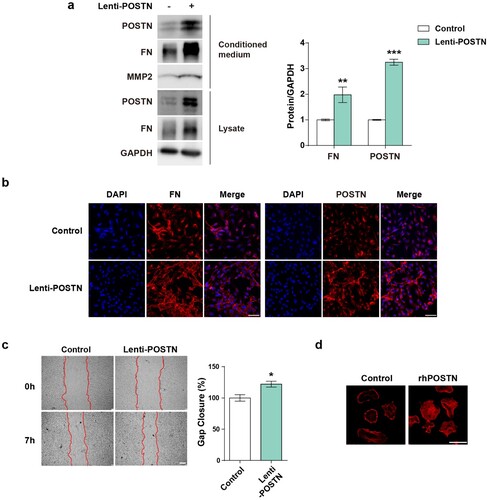 Figure 3. POSTN induces ECM deposition and endothelial abnormalities in PAECs.: a, Protein expression of FN and MMP2 in response to infection with the lentiviral POSTN vector for 4 days. b, Immunostaining images of FN after POSTN overexpression. Scale bar = 50 µm. c, Migration assay after overexpression of the POSTN lentivirus for 3 days. Scale bar = 200 µm. d, Representative images of F-actin after POSTN overexpression in PAECs. Cells were plated onto glass coverslips coated with or without rhPOSTN (10 µg/mL) and then stained with rhodamine-phalloidin. Scale bar = 50 µm. * P < 0.05, ** P < 0.01, *** P < 0.001 determined by the unpaired two-tailed Student’s t-test. Error bars represent S.E.M.