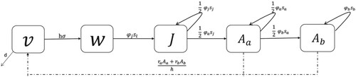 Figure 1. One patch model. Baseline model diagram of zebra mussels. Compartments vn, and wn are on continuous-time (0,τ) in the summer of year n. Compartments J(n), Aa(n), and Ab(n) are on a discrete-time frame with n representing years. The dash dot line represents the initial condition of unsettled larvae, vn where n represents the breeding season in years. The initial condition stems directly from reproduction due to the number of small and large adults in the current year.