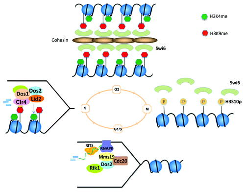 Figure 1. Co-regulation of DNA replication and RNAi-dependent heterochromatin assembly: Model for inheritance of H3K9me. 1) At G1/S phase, the DNA polymerase ε subunit, Cdc20, in addition to its role in leading strand synthesis at replication forks, recruits Dos2 and Rik1. It also recruits the transcriptional regulator Mms19, which in turn recruits RNAP II to initiate heterochromatin transcription. Nascent heterochromatin transcripts are then processed into siRNAs via RNAi activity; 2) At S phase, newly made siRNAs, in concert with Dos1, Dos2 and Rik1, mediate H3K9 methylation and H3K4 hypomethylation through their interaction with the histone methylation enzymes, Clr4 and Lid2; 3) At G2, newly deposited H3K9 methylation marks serve as a docking sites for Swi6 binding, which promote the restoration of condensed heterochromatic structures; 4) at M phase, H3S10 phosphorylation levels begin to increase steadily into early S phase leading to decreased H3K9 methylation and Swi6 binding required for the initiation of a new cycle of heterochromatin transcription and re-assembly in the next generation.