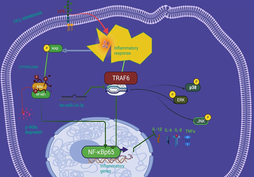 Figure 7 Schematic representation of the anti-inflammatory effect of bta-miR-24-3p suppressing NF-κB/ MAPK signal transduction pathways in LPS-triggered bovine endometrial epithelial cells targeting TRAF6.