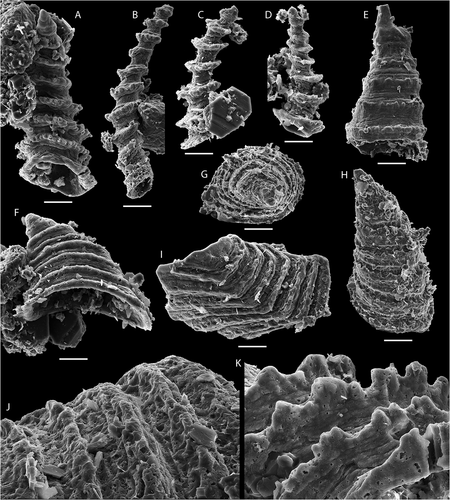 Figure 6. Lapworthella shodackensis (Lochman Citation1956) from the bioclastic limestone, top of Grammajukku Formation, Luobákte, Lapland. A, K. NRM X10299. A. View of concave lateral side of conical sclerite with circular cross-section. K. Detail of shell ornament in oblique apertural view showing denticles on rib crests and growth lines on adapertural slope of ribs. B. NRM X10300, lateral view of spine-shaped sclerite. C. NRM X10301, lateral view of spine-shaped sclerite. D. NRM X10302, lateral view of narrow conical sclerite. E. NRM X10303, sub-symmetrical sclerite with rectangular cross-section viewed from convex surface. F. NRM X10304, asymmetrical sclerite with rectangular cross-section viewed from concave side. G, H. NRM X10305. G. Asymmetrical conical sclerite in apical view. H. Lateral view. I, J. NRM X10306. I. Fragment of sclerite with rectangular cross-section. J. Detail of shell surface in oblique view showing rectangular ornament on adapical slope of ribs. Scale bars equal 50 µm in A–I; 20 µm in J, K