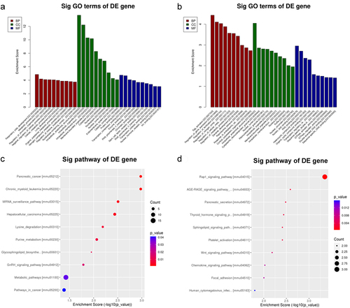 Figure 4. GO and KEGG analyses of coding genes with modulated m6A peaks in the hepatic IR vs. sham groups. (a) the top ten significant GO enrichment terms for the upmethylated genes. (b) the top ten significant GO enrichment terms for the downmethylated genes. (c) the top ten enrichment scores of the enrichment pathway for the upmethylated genes. (d) the top ten enrichment scores of the significant enrichment pathway for the downmethylated genes.