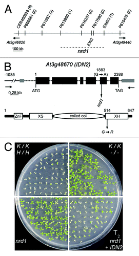 Figure 2. Map-based cloning of nrd1. (A) Physical map indicating markers and recombination events (numbers in parentheses, of 234 chromosomes in total) used to delineate the position of nrd1 on the lower arm of chromosome 3. (B) Positions of the nucleotide (top) and related amino acid change (bottom) in nrd1 in the IDN2 gene model (according to TAIR 10). (C) Complementation of nrd1 by transgenic IDN2. Seeds were germinated on medium containing 200 mg/l kanamycin. Approx. 75% of T2 progeny obtained by self-pollination of (single locus) nrd1 + IDN2 T1 transformants inherit a transgenic functional IDN2 and thus are sensitive to kanamycin due to re-establishment of RdTGS of the ProNOS-NPTII gene.