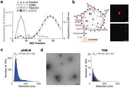 Figure 1. Quantification of EV sizes. (a) EVs from PANC-1 cells were isolated using SEC and characterized for EV and protein concentration. Error bars represent SEM; N = 3. Protein levels for the EV markers (CD63, TSG101) and EGFR were obtained for SEC fractions 7–10 with Western blots. (b) Left, scheme of an EV affinity isolated with cetuximab and labelled with WGA-AF647 as a reporter. Right, filtered dSTORM images of WGA-AF647 with localizations in red. A single EV (top; scale bar, 100 nm) and a larger field of view (bottom; scale bar, 1 µm) are shown. (c) qSMLM size distribution of EGFR-enriched EVs from PANC-1 cells (SEC F8) using WGA-AF647 as a reporter; N = 3, 15 ROI. (d) Representative TEM image (left; scale bar 200 nm) and TEM size distribution (right) of EVs from PANC-1 cells (SEC F8); N = 3.