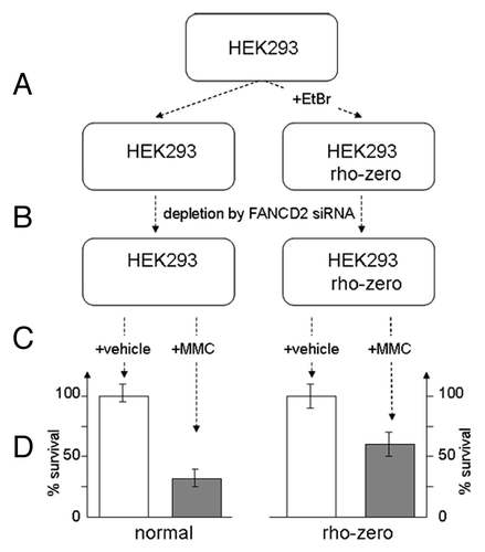 Figure 1. FA-like cells with non-functional mitochondria are less sensitive to MMC. (A) Rho-zero cells were prepared by incubating HEK 293 cells with ethidium bromide. (B) Depletion of cells from FANCD2 has been performed by double transfection with FANCD2 siRNA. (C) Cells were incubated for 1 h with 0.5uM MMC (final) or vehicle and MMC sensitivity assay was performed following 24 h post-treatment. (D) Cell sensitivity to MMC is increased for mitochondria-depleted rho-zero HEK293 cells vs. cells with functional mitochondria.