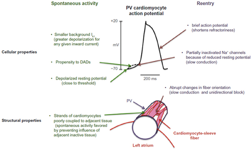 Figure 1 Putative mechanisms of paroxysmal atrial fibrillation attributed to properties of the pulmonary vein (PV) cardiomyocyte and PV-left atrium architecture.
