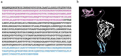 Figure 1. Amino acid sequence (a) and predicted three-dimensional structure (b) of discoidinolysin (DLY), the atypical CDC produced by the S. mitis strain Nm-76. The N-terminal domain, which includes a discoidin domain (DD), and a receptor recognition domain (domain 4) are colored in magenta and light blue, respectively. The amino acid sequence underlined in (a) is the secretion signal sequence.