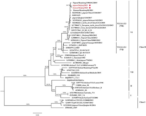 Figure 4. Phylogenetic tree of PPMV-1 virus F genes. The red circles indicate the PPMV-1 sequences from the patient and pigeons analysed in this study.