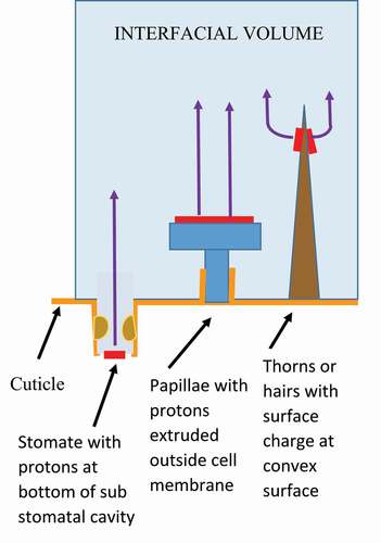 Figure 8. Schematic interfacial volume showing structures, putative positive charge locations (red) and electric field lines (purple) at the plant surface. The cuticle (tan) is shown covering the sides of the substomatal cavity and only the basal cells of the papillae.7