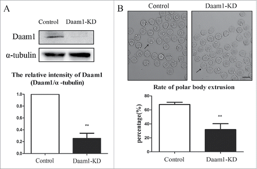 Figure 2. Daam1 knockdown (KD) leads to the failure of mouse oocyte first polar body extrusion. (A) After Daam1 MO injection, Daam1 protein expression was siginficantly reduced by Western blot examination. Band intensity analysis by Image J showed that the intensity of Daam1 significantly decreased after Daam1 knock down. (B) DIC picture showed that oocytes failed to extrude polar body after Daam1 MO injection. Arrows showed that the control oocytes with the polar body while the treated oocytes failed to extrude the polar body. Bar = 100 μm. Analysis of the rate of polar body extrusion showed a significantly decrease after Daam1 knock down. **:significant difference (p < 0 .01).