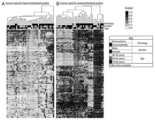 Figure 2. Supervised hierarchical clustering using Euclidean distance complete linkage of the 500 most variable cancer-specific hypermethylated (A) and hypomethylated (B) loci. Below the hierarchical cluster, the top row shows black squares for chromophobe samples and white squares for oncocytoma samples. Gender is denoted in the middle row: female by black squares and male by white squares. Patient age range is indicated in the lower row: 30–49 y, white squares; 50–69 y, gray squares; 70–89 y, black squares. Samples lacking these data are indicated by crossed out boxes. No clustering was observed in relation to gender or age.
