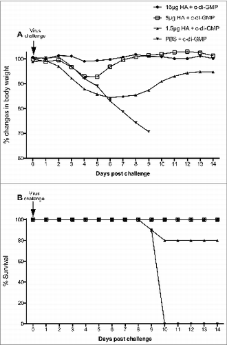 Figure 4. Changes in body weight (A) and mortality (B) of vaccinated mice after the A/Indonesia/05/2005 (H5N1) virus challenge. Groups of 16 mice were immunized twice (21 day interval) intranasally with the adjuvanted vaccine at a HA content of 15, 5 or 1.5 μg or with 5 μg c-di-GMP/PBS (control). Mice were challenged by intranasal administration of highly pathogenic avian Influenza A/Indonesia/05/2005 (H5N1) on day 42. (A); Body weights were obtained daily for 2 weeks post-challenge (days 0-14). The weight of the animals as measured on the day of viral challenge (day 0) was used as the baseline weight to determine changes in body weight post viral challenge. (B); The survival rate (percentage) of mice was examined daily for 2 weeks post virus challenge.