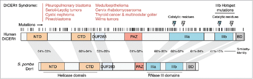 Figure 2. DICER1 is frequently mutated in cancer. Overview of DICER1 mutations found in several cancer types, as described inCitation108-130 and in NCBI ClinVar. The majority of mutations are predicted to be heterozygous germline loss-of-function alleles, while the hotspot for somatic mutations is located at the RNase IIIb domain catalytic residues.