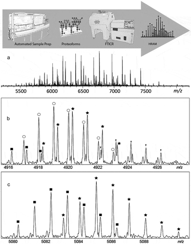 Figure 2. Example of the analysis of protein glycosylation patterns from large immunoglobulin A glycopeptides using high resolution MALDI-FTICR MS. An in-house example of a MALDI-FTICR mass spectrum that was used for the simultaneous analysis of N- and O-glycopeptides from serum IgA [Citation63]. Relative intensities are plotted in the y-direction (arbitrary units). Panel a shows the major part of the profile. Panels b and c exemplify the benefits of ultrahigh resolution. Here, symbols are used to indicate isotopic peaks that belong to the same species (i.e., measurand). In panel B four different species are clearly resolved (filled squares, open circles, stars and small triangles), whereas in panel c two different species are perfectly resolved (filled squares and stars). The isotopic distribution of species with near nominal mass are resolved as a result of the ultrahigh resolving power, and moreover, glycopeptides could be confidently assigned using the accurate masses.