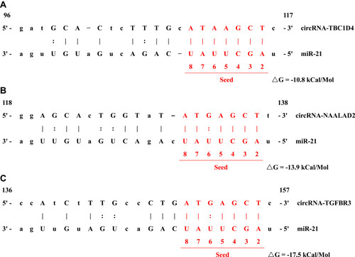 Figure 3 Binding sites between miR-21 and (A) circRNA-TBC1D4, (B) circRNA-NAALAD2 and (C) circRNA-TGFBR3.