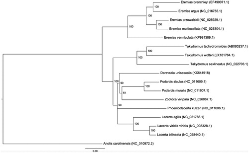 Figure 1. Molecular phylogeny of Daresvskia unisexualis and other Lacertidae species based on all mitochondrial protein-coding genes and rRNAs. Each of alignments was performed separately by MAFFT v7.187 (Katoh & Standley Citation2013), then alignments were concatenated. Tree was reconstructed by RAxML v8.0.22 (Stamatakis Citation2014) with 10,000 bootstrap replicates. All nodes with support lower than 50 were removed using ETE toolkit (Huerta-Cepas et al. Citation2010) and final tree was drawn by FigTree (http://tree.bio.ed.ac.uk/software/figtree/).