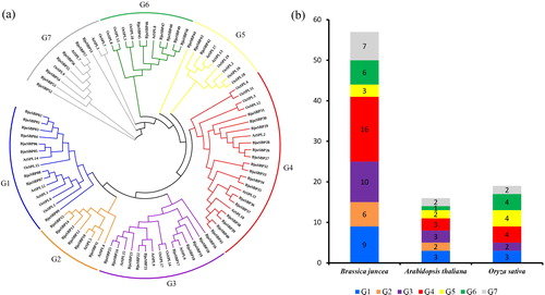 Figure 1. Phylogenetic analysis of SBP-box proteins among B. juncea, Arabidopsis and Oryza sativa by MEGA7.0. (a) The full-length SBP domain protein sequences from B. juncea (BjuSBP), Arabidopsis (AtSPL) and O. sativa (OsSPL), each of group were aligned by ClustalX, and the branched lines of the subtrees with different colors indicated different SBP-box subgroups. (b) SBP-box family members of B. juncea, Arabidopsis and O. sativa.