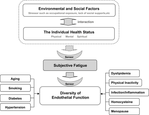 Figure 4 Endothelial function as a sensor of subjective fatigue. The health status of the individual is influenced by interactions between environmental and social factors such as occupational exposure and lack of social support. Subjective fatigue represents an integrated expression of an individual’s physical, mental and spiritual condition. Endothelial function is influenced by subjective fatigue, which is a potential risk factor for endothelial dysfunction, independently of traditional cerebro-cardiovascular disease risk factors.