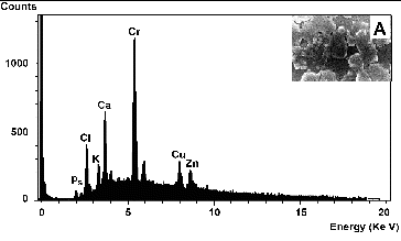 Figure 7. EDX spectrum analysis of amorphous precipitates that surrounded Halomonas sp. M-Cr cell surfaces during Cr(VI) reduction (A). An EDX spectrum from the dense particles generated a large Cr peak, indicating that it is most likely an amorphous Cr(III) hydroxide. Inset: SEM images of Halomonas sp. M-Cr cells and precipitates. The whole area was analysed with EDX.