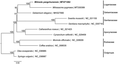 Figure 1. Maximum-likelihood phylogenetic tree based on complete cp genomes. Numbers close to each node are bootstrap support values.