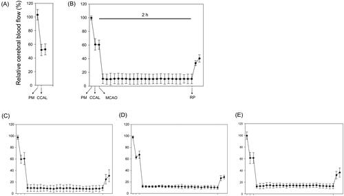 Figure 2. Relative cerebral blood flow (rCBF) in all groups (n = 6 per group). (A), Sham-operated normal group; (B), MCAO control group; (C), (D), and (E), SHJKSmex pre-treatment (30, 100, and 300 mg/kg SHJKSmex, respectively) groups. CCAL: common carotid artery; MCAO: middle cerebral artery occlusion; PM: pre-MCAO; RP: reperfusion; SHJKSmex: methanol fraction of the modified Seonghyangjeongki-san water extract.