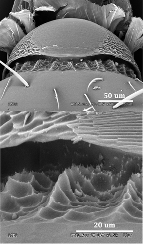 Figure 3. Scanning electron microscopy photographs of the stridulatory organs of Goniomma hispanicum (above) and detail of the toothed pillars (below).