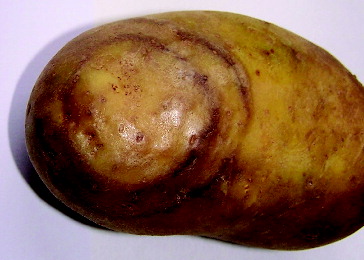Figure 1. Concentric necrotic rings on potato tubers.