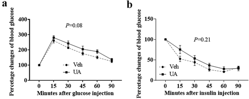 Figure 6. UA administration trended to impair glucose tolerance test in DIO mice. Diet-induced obese mice were daily injected with UA or vehicle for 3 d (n = 7 per group). Glucose tolerance test (a) was performed on day 4, and insulin tolerance test (b) was performed on day 7 of UA treatment. P values in the bar graph represent the results of repeated-measures ANOVA analysis