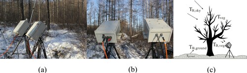 Figure 3. Configuration of the radiometer observations viewed from (a) side and (b) front; and (c) description of the measured TB from the canopy.