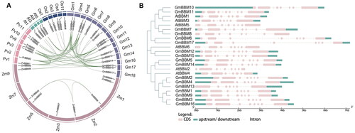 Figure 2. Gene collinearity and exon–intron structure analysis of members of the GmBBM gene subfamily. (A) Collinearity analysis of BBM genes of G. max, A. thaliana, Z. mays, O. sativa, and P. vulgaris. Collinearity analysis between different species was performed using the R circos code, and the chromosomes of the above species are depicted in a circular form for ease of presentation. Coloured curves indicate collinear regions of BBM; (B) Exon–intron schematic diagram of AtBBM and GmBBM. Exons and introns of BBM genes in soybean and Arabidopsis were obtained from the Phytozome database, and the gene structure was analyzed using the online tool GSDS 2.0. Untranslated region (UTR) sequences are represented by green squares. Exons and introns are indicated as pink boxes and dashed lines, respectively.