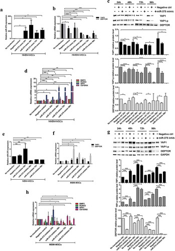 Figure 5. MiR-375 overexpression induces transcription of osteogenic genes in NMBM-MSCs.