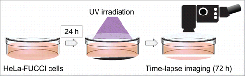 Figure 1. UVB irradiation and time-lapse FUCCI imaging of cell-cycle progression. HeLa-FUCCI cells were cultured in 35 mm dishes for 24 h. The cells were irradiated with 100 or 200 J/m2 UVB using a Benchtop 3UV transilluminator (UVP, LLC, Upland, CA) with an emission peak at 302 nm. After irradiation, cell-cycle progression, as well as mitotsis and apoptosis were observed every 30 min for 72 h by FV1000 confocal microscopy (Olympus). The UVB dose was measured with a UVX Radiometer (UVP). After UVB irradiation, cell-cycle progression and apoptosis were observed every 30 min for 72 h using the FV1000. Scanning and image acquisition were controlled by FluoView software (Olympus).