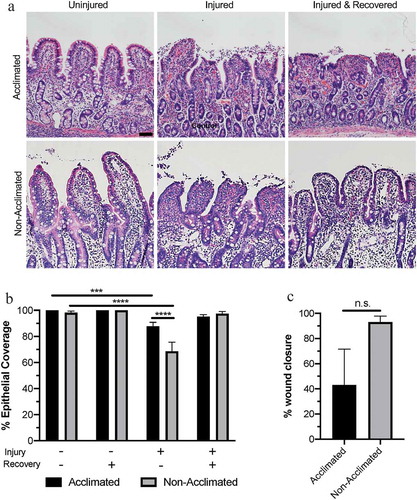 Figure 2. Combined effects of animal handing practices and acute ischemic injury on microscopic mucosal integrity in the small intestine