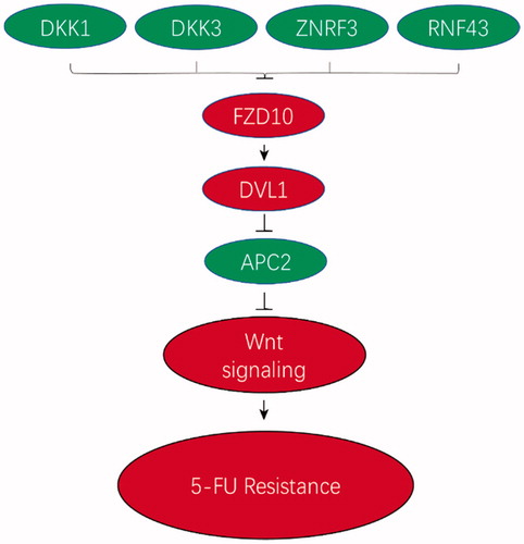 Figure 6. Model of a new mode of acquired 5-FU resistance. Based on experimental findings in this and other studies, we propose a mechanism through which some miRNAs confer 5-FU resistance by targeting and decreasing the expression of five negative regulators (DKK1, DKK3, ZNRF3, RNF43 and APC2) and overexpressing some positive regulators of Wnt signalling, which results in increased Wnt signalling and 5-FU resistance. However, further investigations are needed to verify this model.