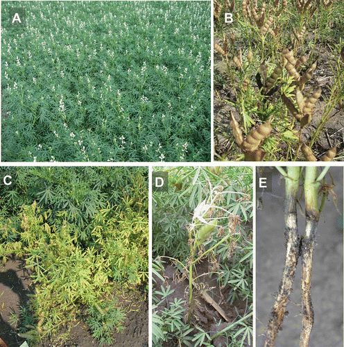 Fig. 1 (Colour online) Healthy and diseased lupin plants. (A) Healthy plants at flowering stage. (B) Mature podding stage. (C) Fusarium root rot causing yellowing and stunting symptoms on adult lupin plants. (D) Defoliation of a lupin plant as a result of fusarium root rot, as seen at the later growth stages. (E) Discolouration of the root and masses of spores on the root surface of infected plants.